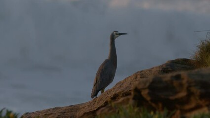 Poster - Beautiful shot of an eastern gray heron bird perched on a rock in Sydney, Australia