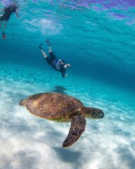 Wall Mural - Green sea turtle (Chelonia mydas) with divers under the ocean
