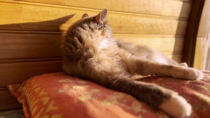 Canvas Print - Beautiful female cat enjoying the spring sun on a big pillow in the room