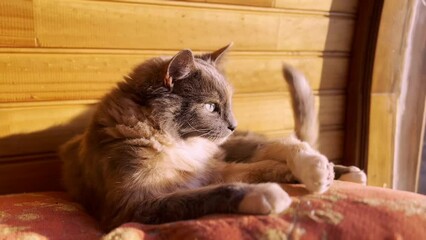 Canvas Print - Beautiful female cat enjoying the spring sun on a big pillow in the room