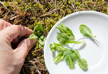 Person hand picking Primula veris, cowslip, common cowslip, cowslip primrose, Primula officinalis Hill fresh green leaves outdoors from meadow, for eating. Healthy spring snack full of vitamin C.