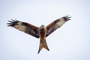 Canvas Print - Low angle shot of a beautiful red kite bird flying in a blue sky