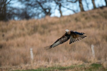 Canvas Print - Selective focus shot of a red kite bird flying in a park