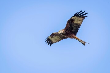 Sticker - Low angle shot of a beautiful red kite bird flying in a blue sky