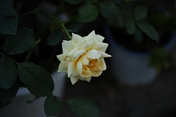 Sticker - Closeup shot of a single white rose