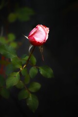 Sticker - the small rose flower is almost pink and ready to bloom