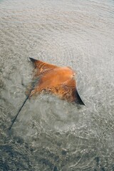 Canvas Print - Vertical shot of the cownose ray floating in shallow water. Rhinoptera bonasus.