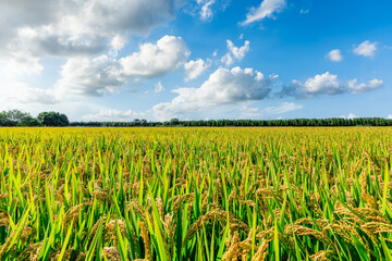 Wall Mural - Mature rice fields on farms