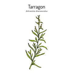 Wall Mural - Tarragon (artemisia dracunculus), aromatic kitchen and medicinal herb