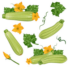Compositions With Fresh Green Zucchini With Leaves And Flowers On A Transparent Background. Vector Botanical Realistic Illustration Of Pumpkin Fruit, Zucchini