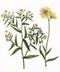 Wall Mural - Aster flore bellidis und Aster luteus folio hirsuto salicis, Arten und Sorten der Pflanzengattung Aster 