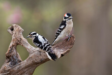 Two Woodpeckers On Perch