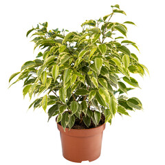 Ficus benjamina in pot