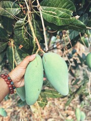 Sticker - Mango tropical fruit with leaves