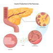 Insulin production mechanism. Pancreas b-cells release insulin. Metabolic
