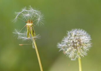 Dandelion seeds