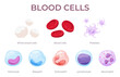 © Igor - Blood cells. The circulatory system is its components. Red blood cells, white blood cells, platelets, lymphocytes in cartoon style. Vector illustration