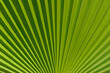 © romantiche - close up of green palm tree leaf