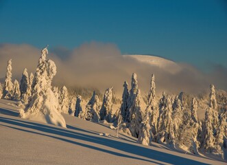 Poster - Winter windy in Slovakia. Velka Fatra mountains under snow. Frozen snowy trees and dark sky panorama.