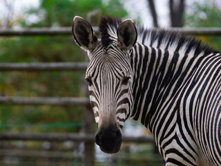 Sticker - beautiful zebra portrait outdoors in the zoo