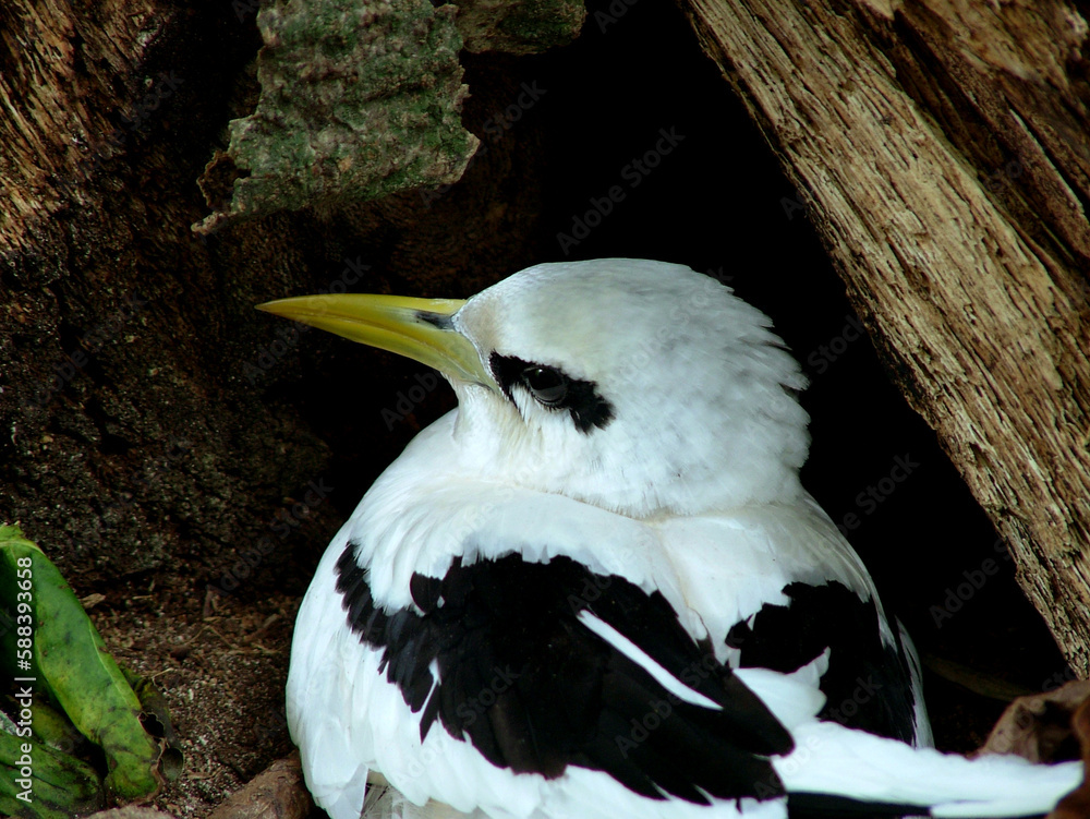 Paille En Queue Pha ton Bec Jaune Phaethon Lepturus White Tailed Paille En Queue Pha ton Bec Jaune Phaethon Lepturus White Tailed