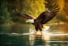 Bald Eagle Flying And Hunting Over Water, High Quality Generative Ai