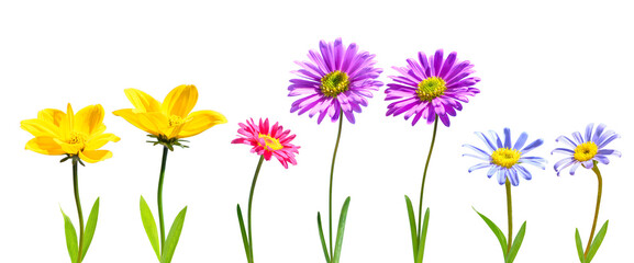 Wall Mural - set of spring flowers isolated on transparent background, png