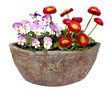 Bellis and pansies in vintage flowerpot, transparent background