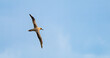 Dunkelalbatros (Phoebetria fusca) ein rußschwarzer Albatros mit charakteristisch langen, schmalen Flügeln und einem schmal auslaufenden Schwanz gleitet elegant im Segelflug durch die Luft