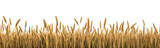A wheat field border isolated on transparent background - Generative AI