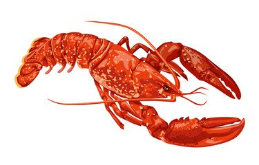 Lobster isolated on white background engraving vector illustration for seafood menu. Hand drawn crustacean in realistic style. One red lobster with two claws