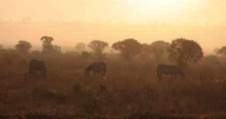 Wall Mural - a zebra family eats in the savannah during sunrise