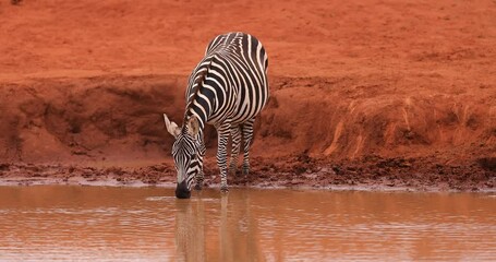 Wall Mural - zebras drink water in the tsavo reserve