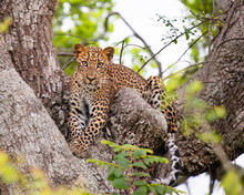 Leopard Resting On Tree