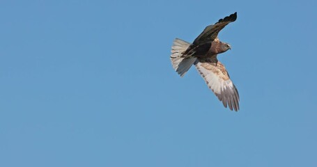 Wall Mural - Western marsh harrier in flight