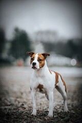 Poster - American staffordshire terrier dog posing outside.	