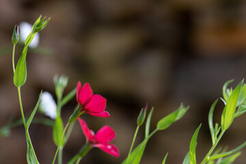 two blossoms of crimson flax flower against brown background