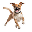 © SimgeN - Happy dog jumping, isolated background. Generative AI