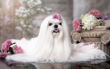Fototapete - Maltese breed dog with a pink bow, beautiful white coat grooming