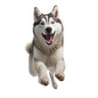 Happy Husky dog jumping, isolated background. Generative AI