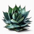  Close-up of an agave plant with its sharp leaves and intricate patterns, perfect for gardening, landscaping, and botanical concepts, generative ai