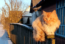 Ginger Kitten On A Blue Rustic Fence On A Cold Spring Day, Close-up