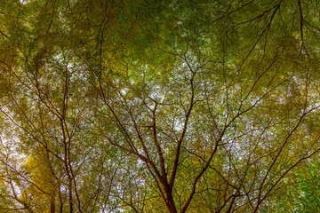 Wall Mural - Uprisen angle of green leaves under blue sky, Terminalia ivorensis is a species of tree in the family Combretaceae, Selective focus of greenery leafs on the tree, Nature pattern background.