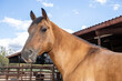 © Richard Nantais - A beautiful Arizona quarter horse portrait