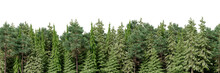 3D Rendering Of The Background Panorama Of A Coniferous Forest. Detailed Outdoor Background Of Hilly Forest. Wide Seamless Panorama Of A Forest Of Coniferous Trees.