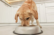 Cute Labrador Retriever eating in stylish kitchen, closeup
