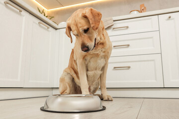 Sticker - Cute Labrador Retriever waiting near feeding bowl on floor indoors, low angle view