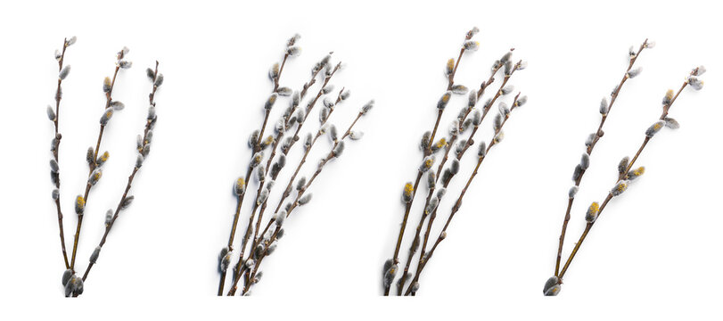 Wall Mural - Willow branches with fluffy catkins isolated on white