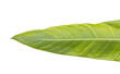 Green leaf 