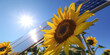 Sunflower against the background of solar panels and the sun, a symbol of clean energy and ecology. AI generation